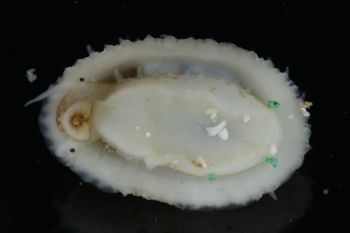 Media type: image;   Malacology 393853 Description: live specimen;